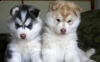 Adorable-Husky-puppy-for-sale
